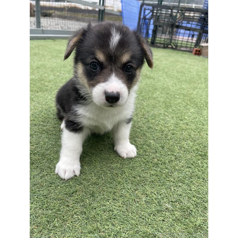 販売中の広島県のウェルシュコーギーペンブローク-447255の10枚目