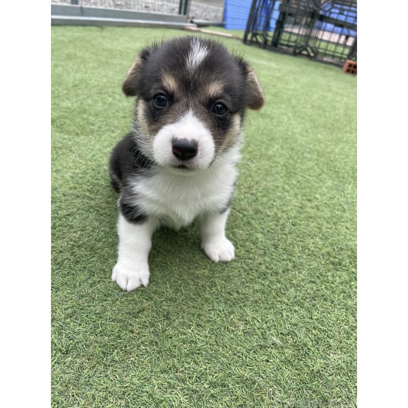 販売中の広島県のウェルシュコーギーペンブローク-447255の9枚目