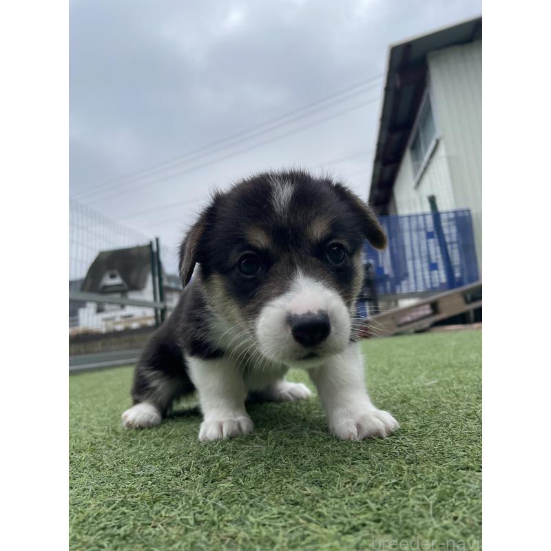 販売中の広島県のウェルシュコーギーペンブローク-447255の8枚目