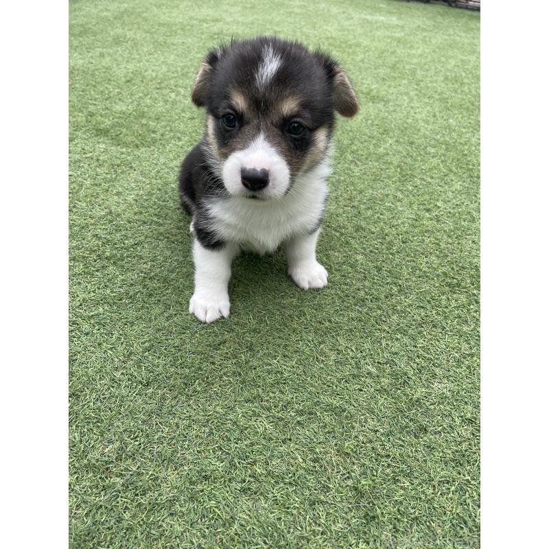 販売中の広島県のウェルシュコーギーペンブローク-447255の7枚目