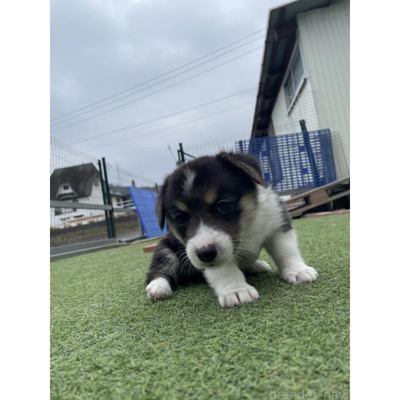 販売中の広島県のウェルシュコーギーペンブローク-447255の6枚目