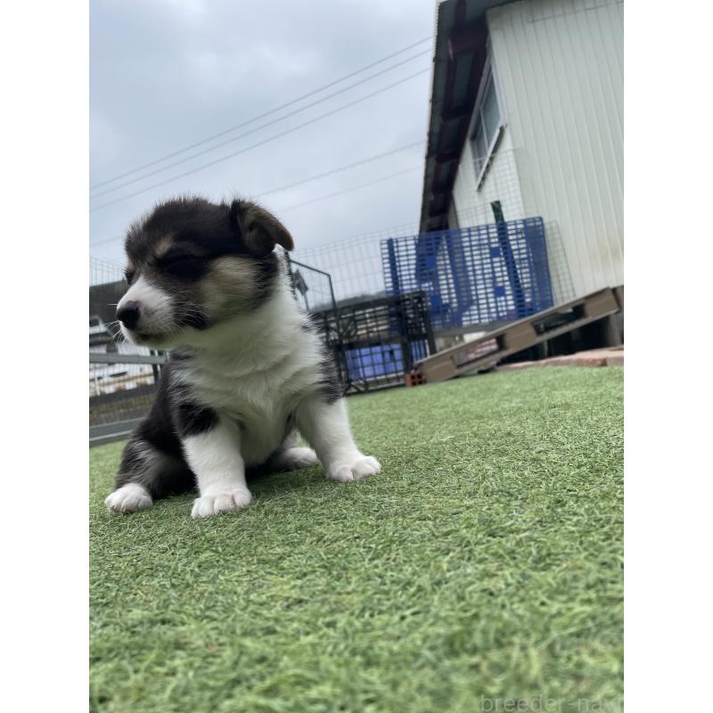 販売中の広島県のウェルシュコーギーペンブローク-447255の5枚目