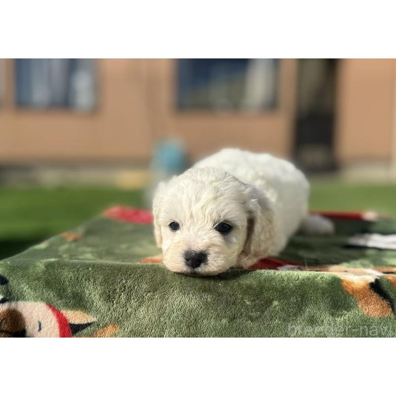 販売中の栃木県のビションフリーゼ-447253の5枚目