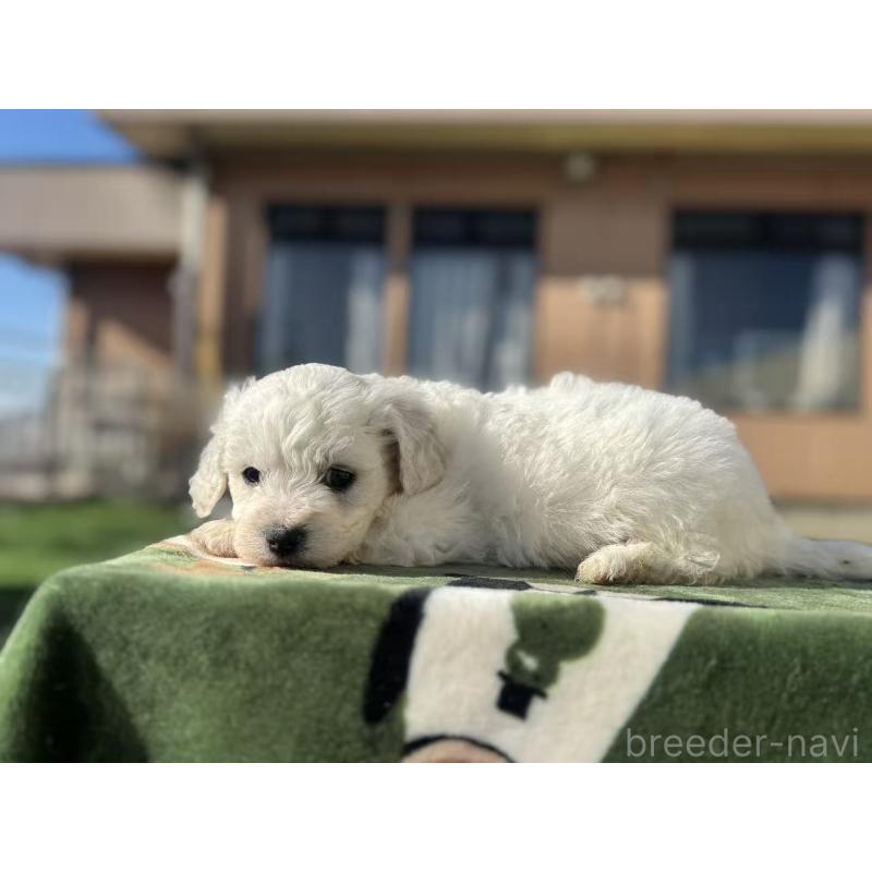 販売中の栃木県のビションフリーゼ-447253の4枚目