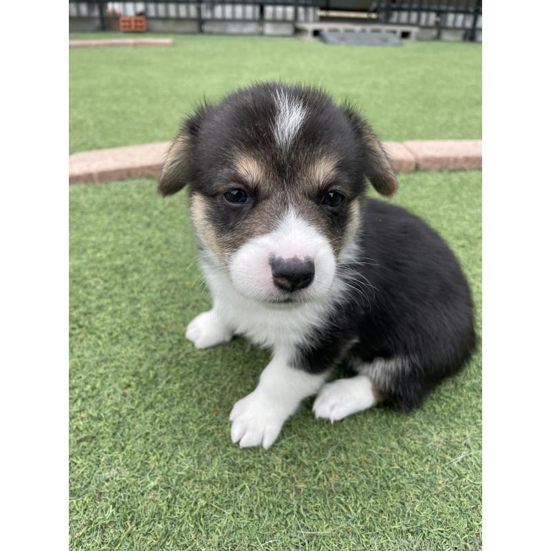 販売中の広島県のウェルシュコーギーペンブローク-447255の3枚目