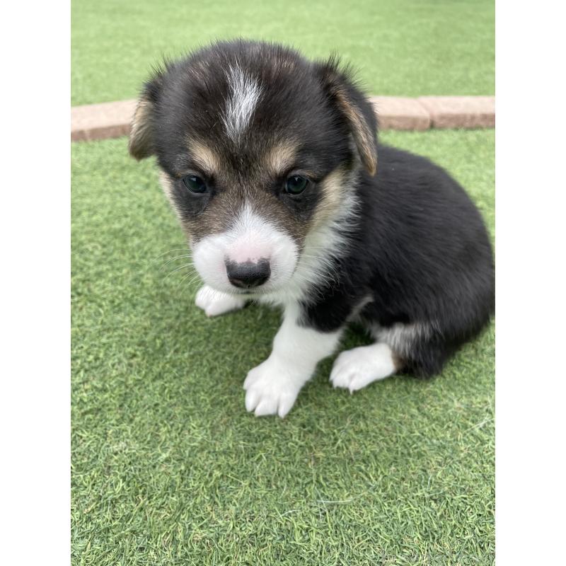 販売中の広島県のウェルシュコーギーペンブローク-447255の2枚目