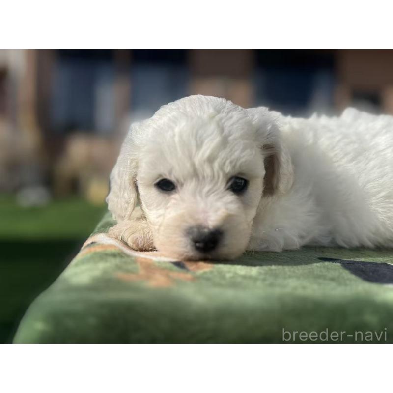 販売中の栃木県のビションフリーゼ-447253の2枚目