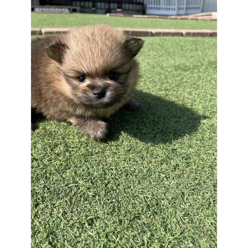 販売中の広島県のポメラニアン-447257の12枚目