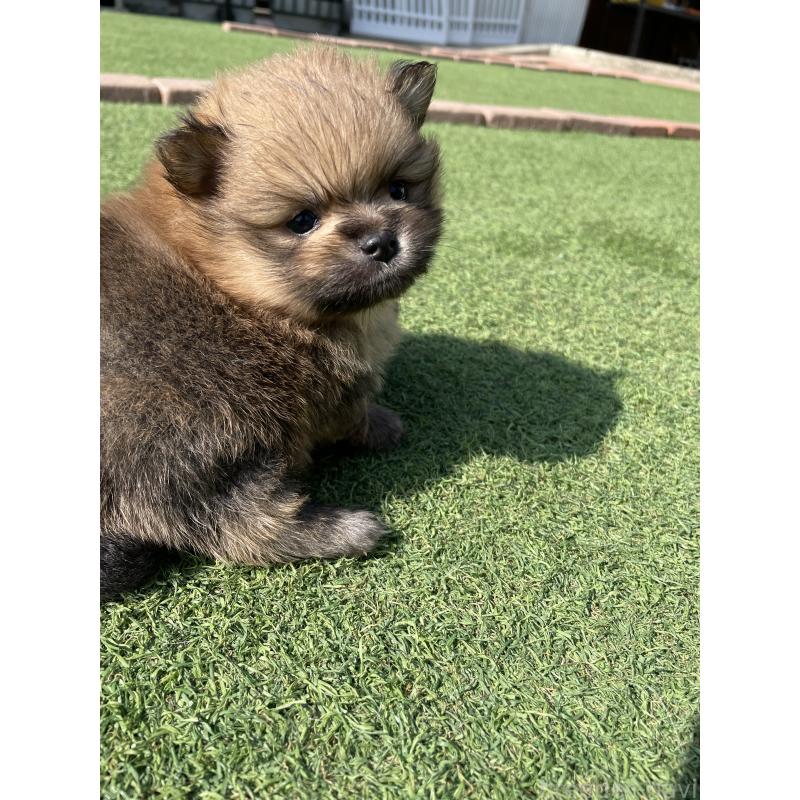 販売中の広島県のポメラニアン-447257の10枚目