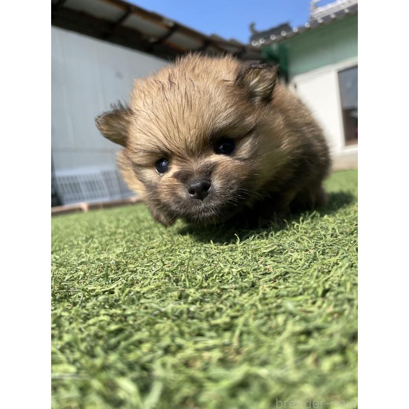 販売中の広島県のポメラニアン-447257の9枚目