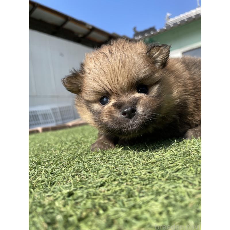 販売中の広島県のポメラニアン-447257の6枚目