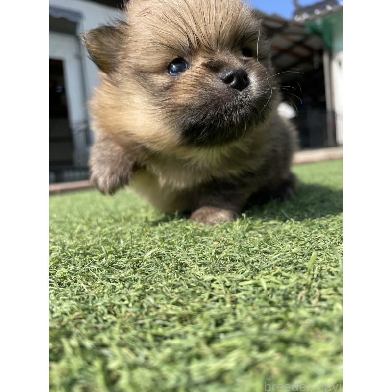 販売中の広島県のポメラニアン-447257の5枚目