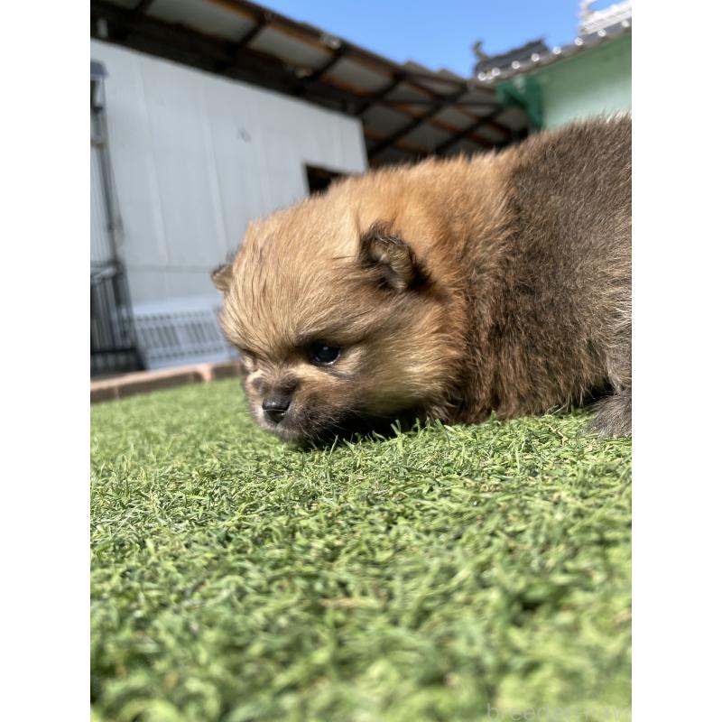 販売中の広島県のポメラニアン-447257の4枚目