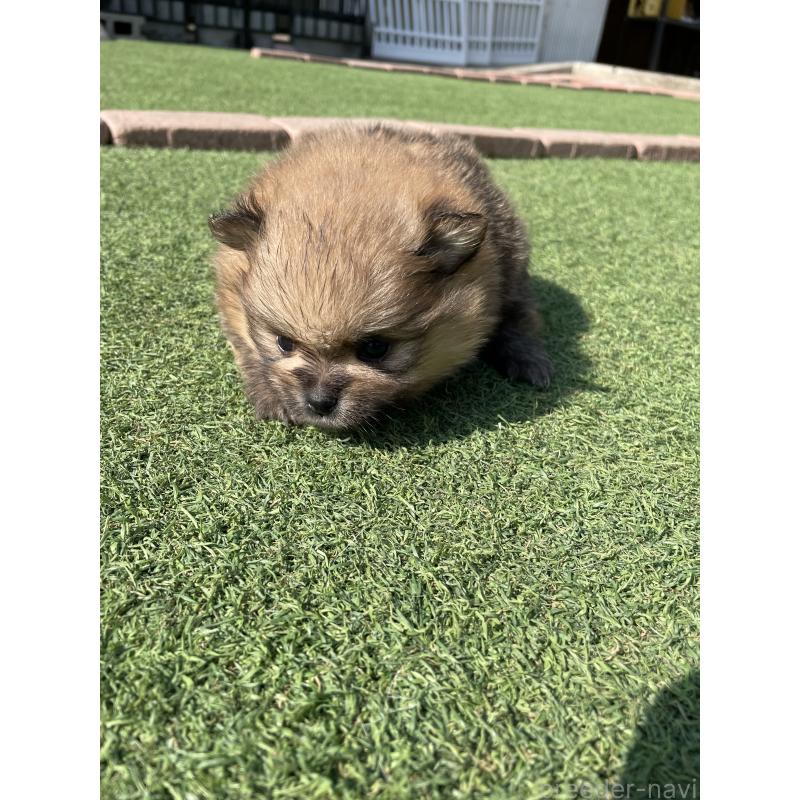 販売中の広島県のポメラニアン-447257の3枚目