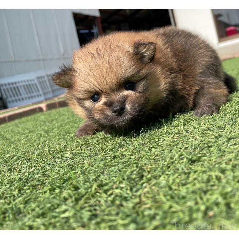 販売中の広島県のポメラニアン-447257の2枚目