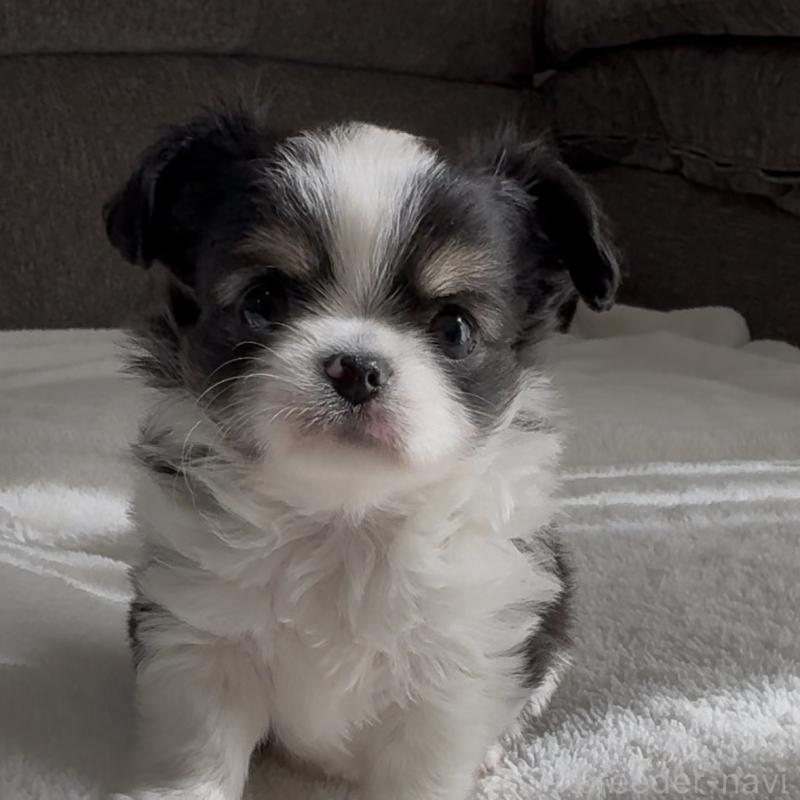 販売中の福岡県のチワワ(ロングコート)-447256の8枚目