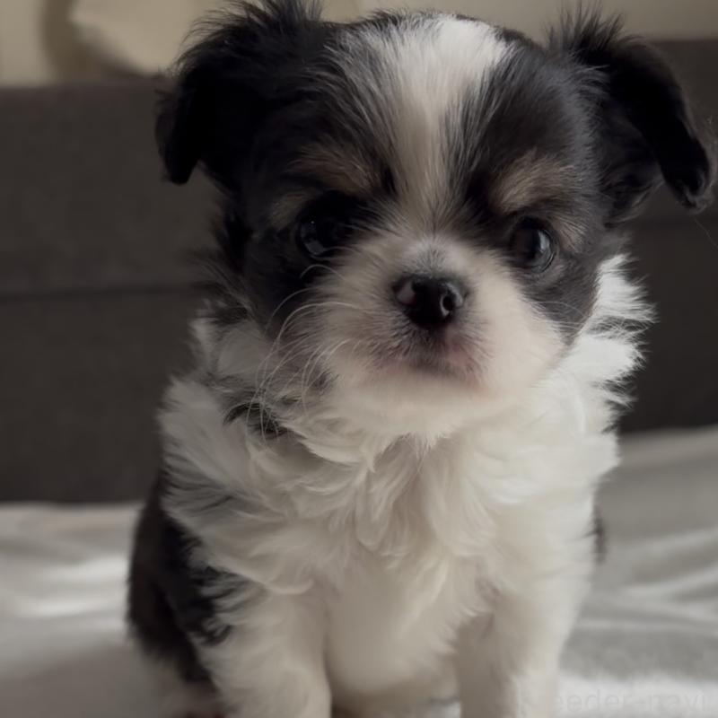 販売中の福岡県のチワワ(ロングコート)-447256の7枚目