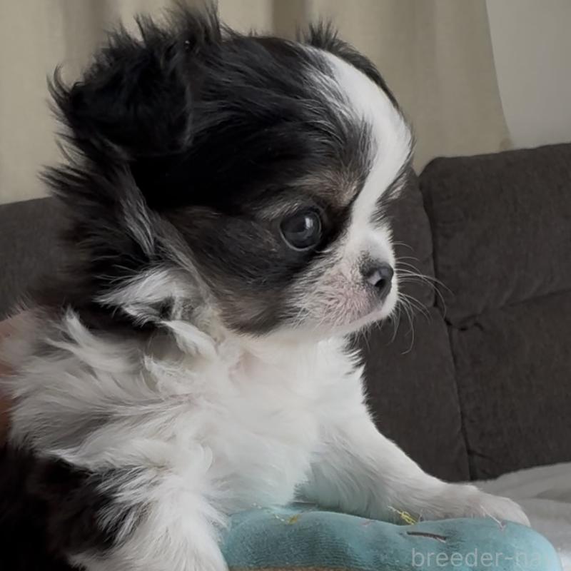 販売中の福岡県のチワワ(ロングコート)-447256の6枚目