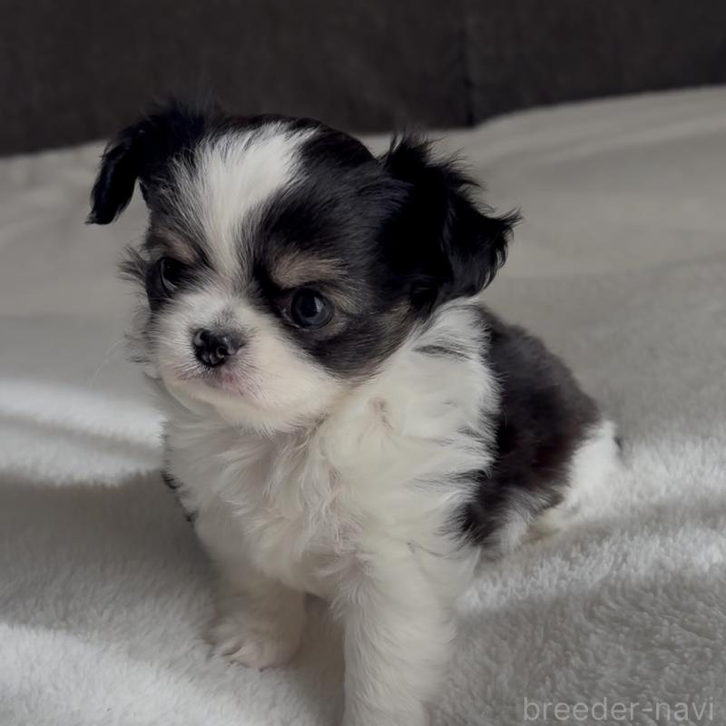 販売中の福岡県のチワワ(ロングコート)-447256の5枚目