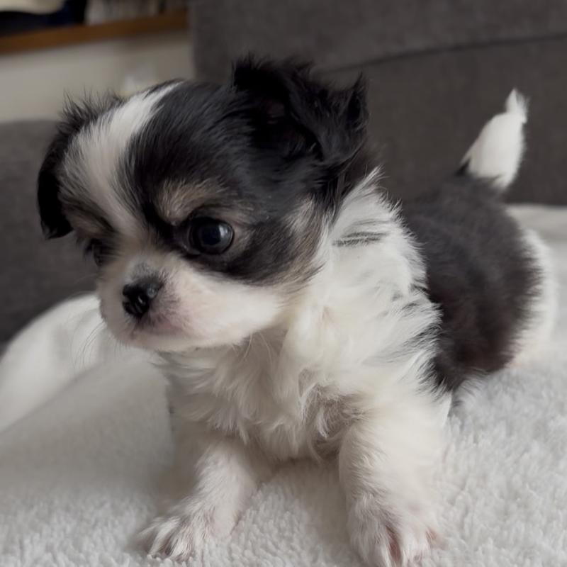 販売中の福岡県のチワワ(ロングコート)-447256の1枚目