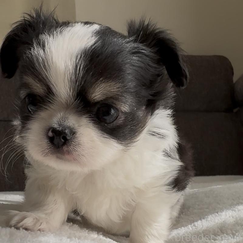 販売中の福岡県のチワワ(ロングコート)-447256の4枚目