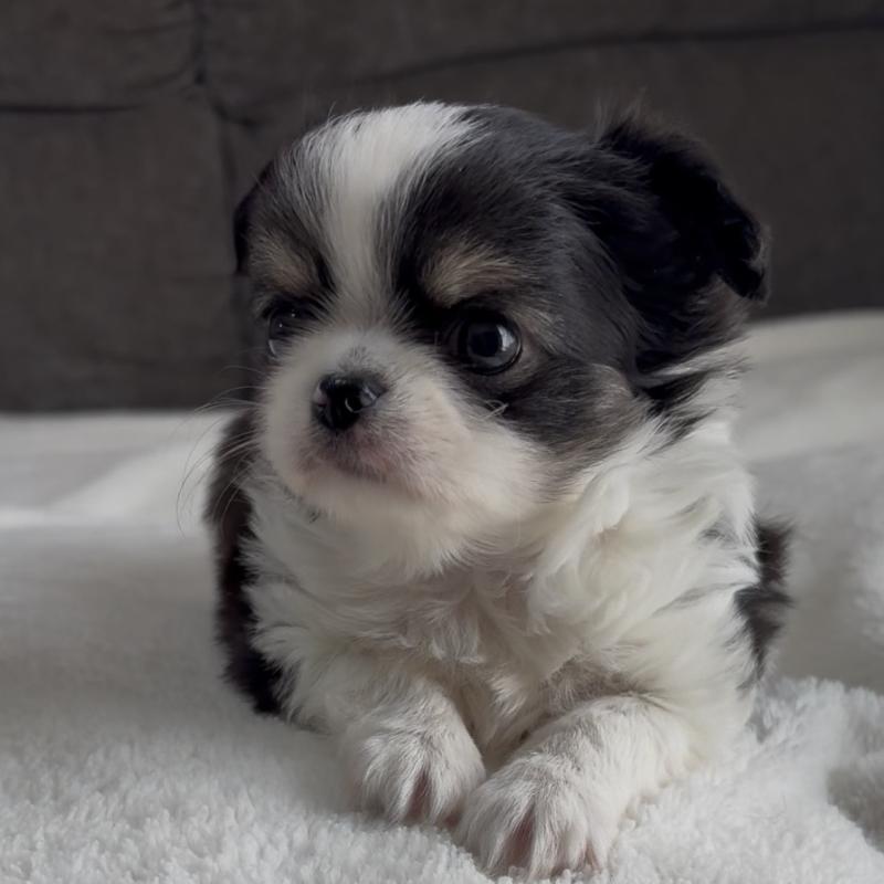 販売中の福岡県のチワワ(ロングコート)-447256の3枚目