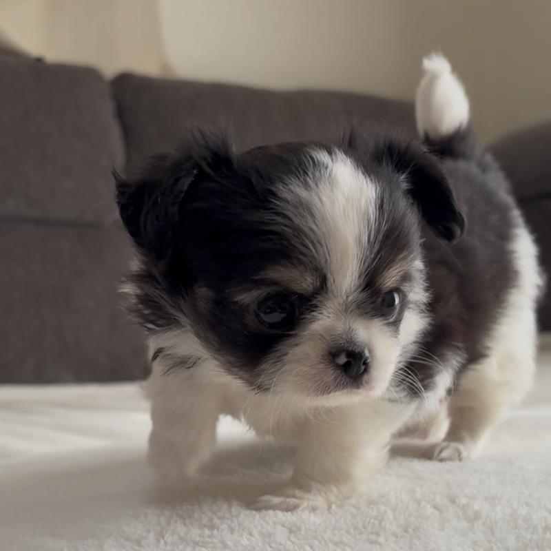 販売中の福岡県のチワワ(ロングコート)-447256の2枚目