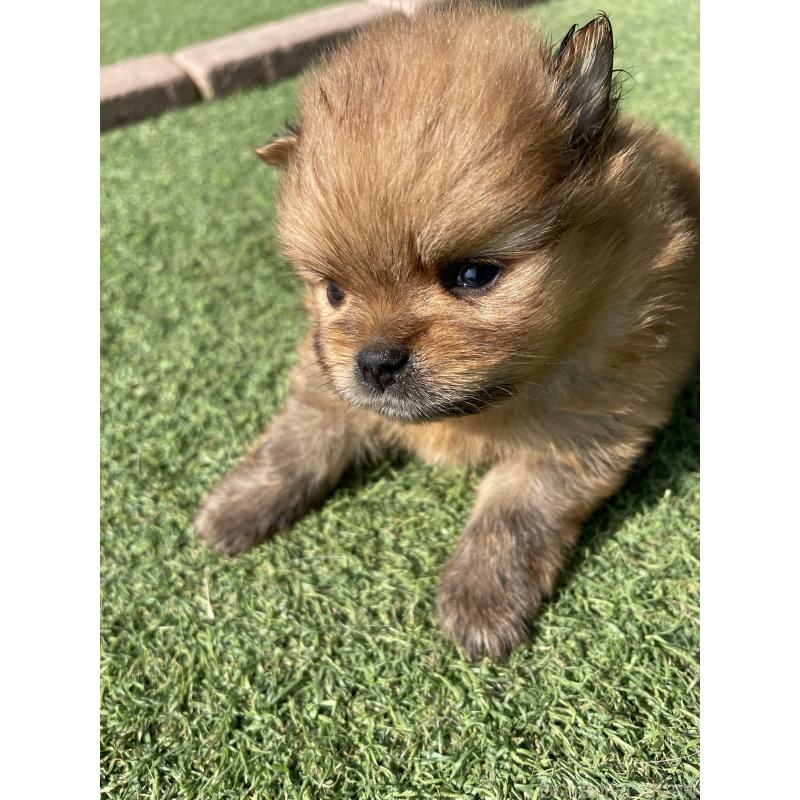 販売中の広島県のポメラニアン-447258の14枚目