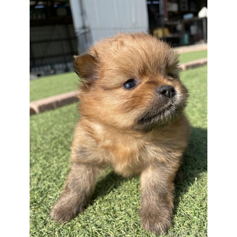 販売中の広島県のポメラニアン-447258の13枚目