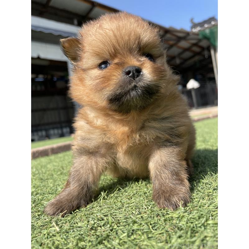 販売中の広島県のポメラニアン-447258の12枚目