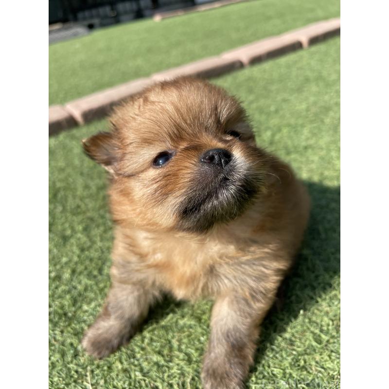 販売中の広島県のポメラニアン-447258の10枚目