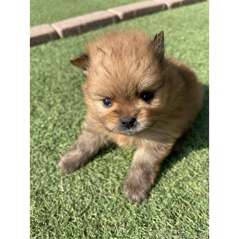 販売中の広島県のポメラニアン-447258の9枚目