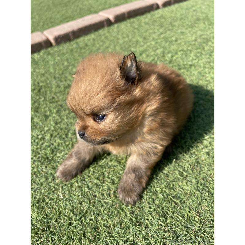 販売中の広島県のポメラニアン-447258の8枚目