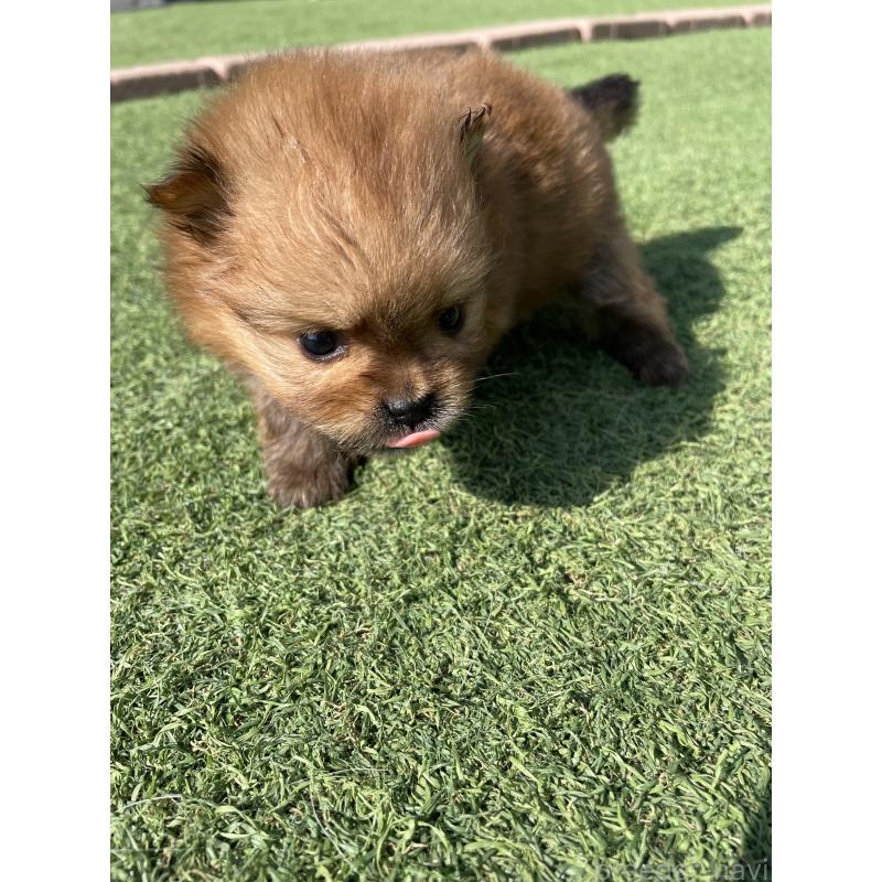 販売中の広島県のポメラニアン-447258の7枚目