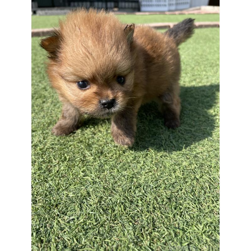 販売中の広島県のポメラニアン-447258の6枚目