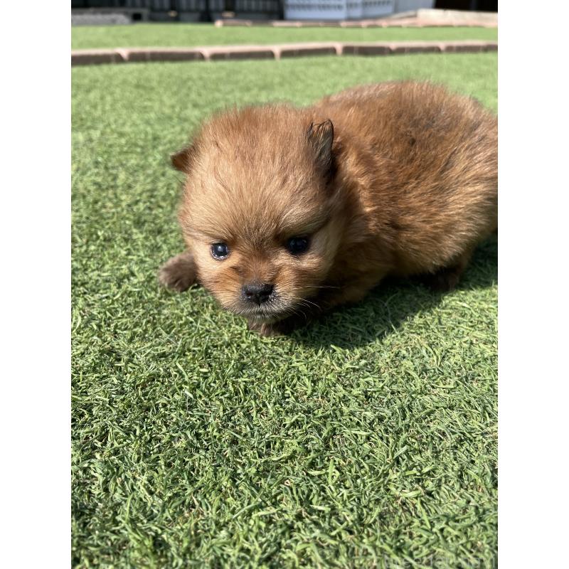 販売中の広島県のポメラニアン-447258の5枚目