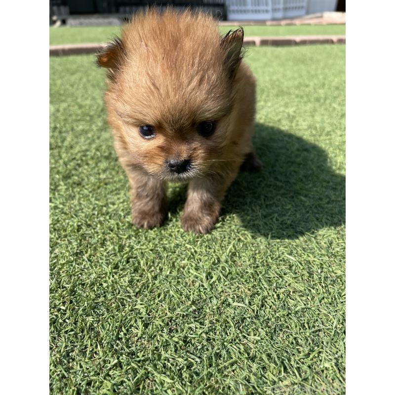 販売中の広島県のポメラニアン-447258の2枚目