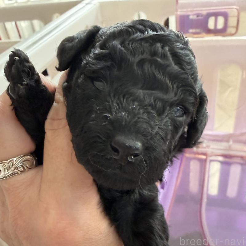 販売中の千葉県のトイプードル-447259の1枚目