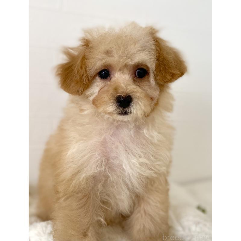 販売中の静岡県のトイプードル-447261の5枚目