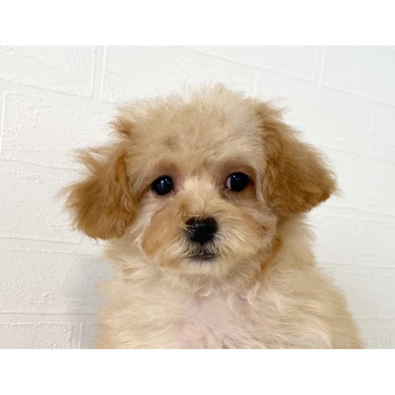 販売中の静岡県のトイプードル-447261の4枚目