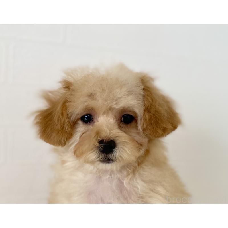 販売中の静岡県のトイプードル-447261の3枚目