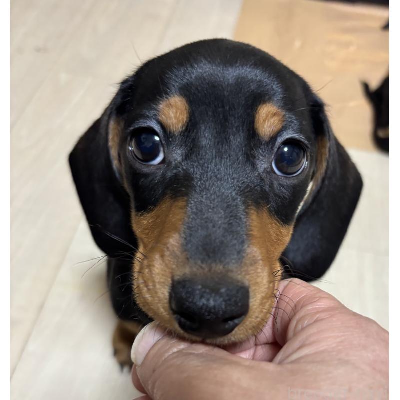 販売中の茨城県のミニチュアダックスフンド(スムースヘアード)-440539
