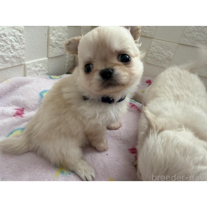 販売中の愛知県のチワワ(ロングコート)-447265の5枚目