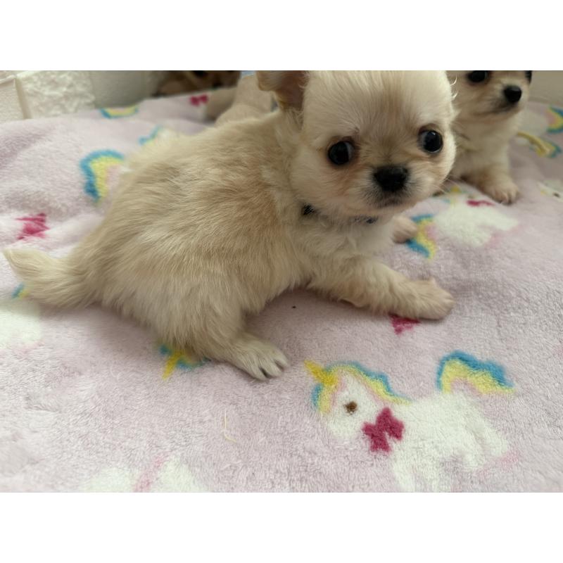 販売中の愛知県のチワワ(ロングコート)-447265の4枚目