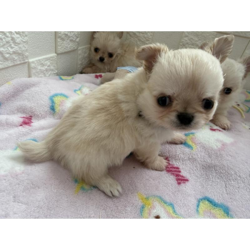 販売中の愛知県のチワワ(ロングコート)-447265の3枚目