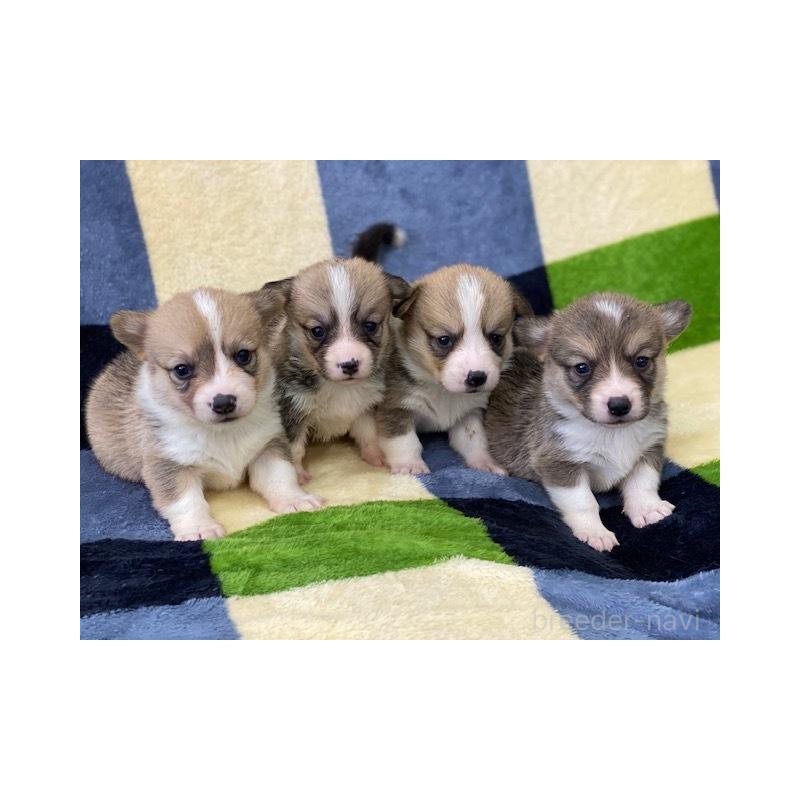 販売中の長野県のウェルシュコーギーペンブローク-447264