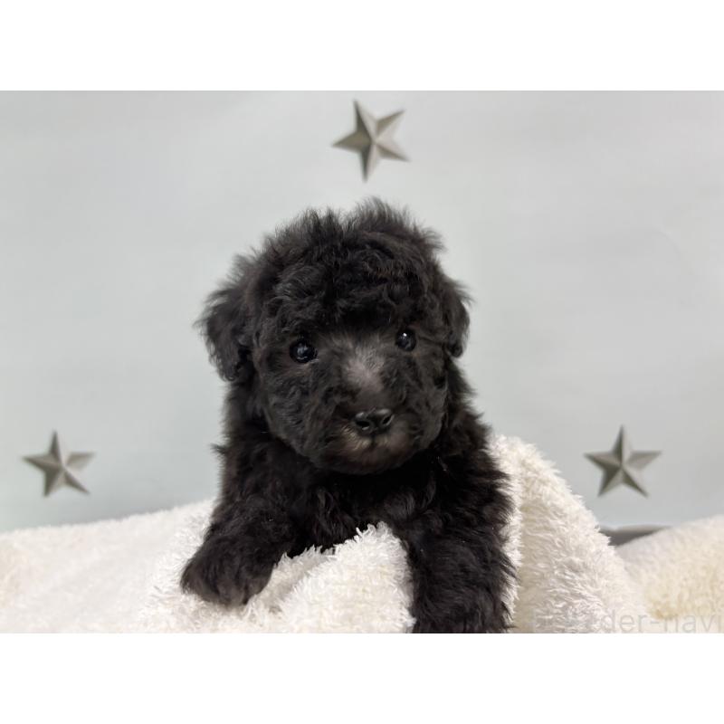 販売中の千葉県のトイプードル-447005の3枚目