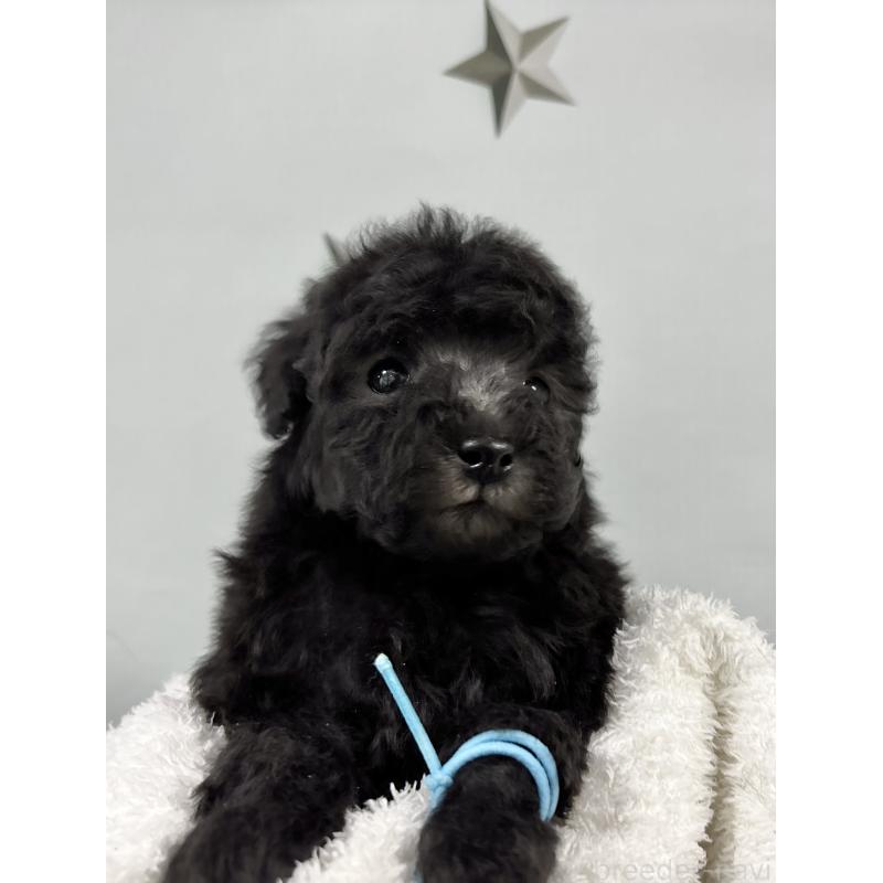 販売中の千葉県のトイプードル-447005の2枚目