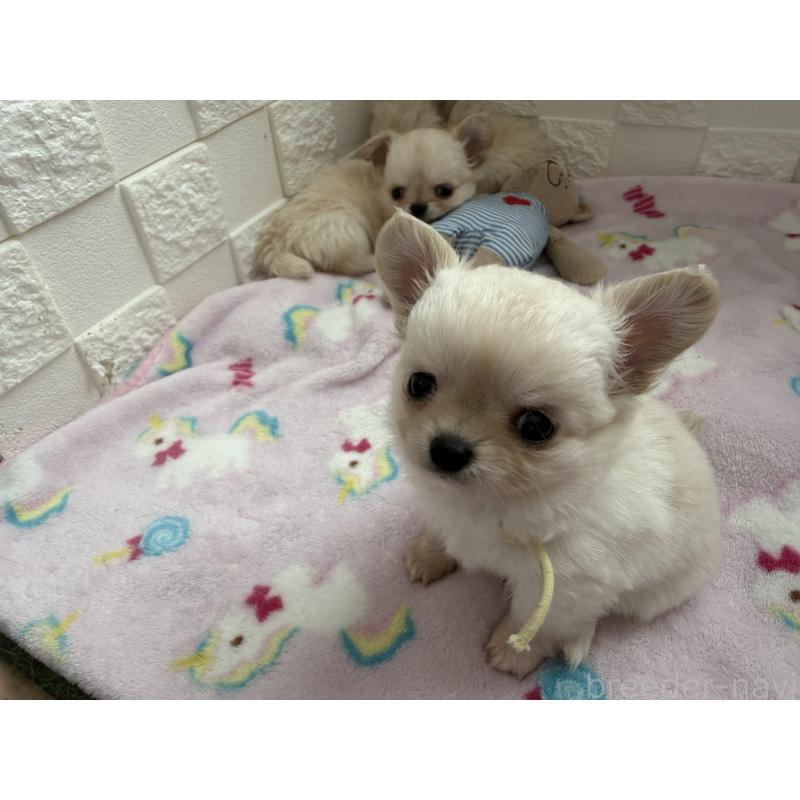 販売中の愛知県のチワワ(ロングコート)-447266の4枚目