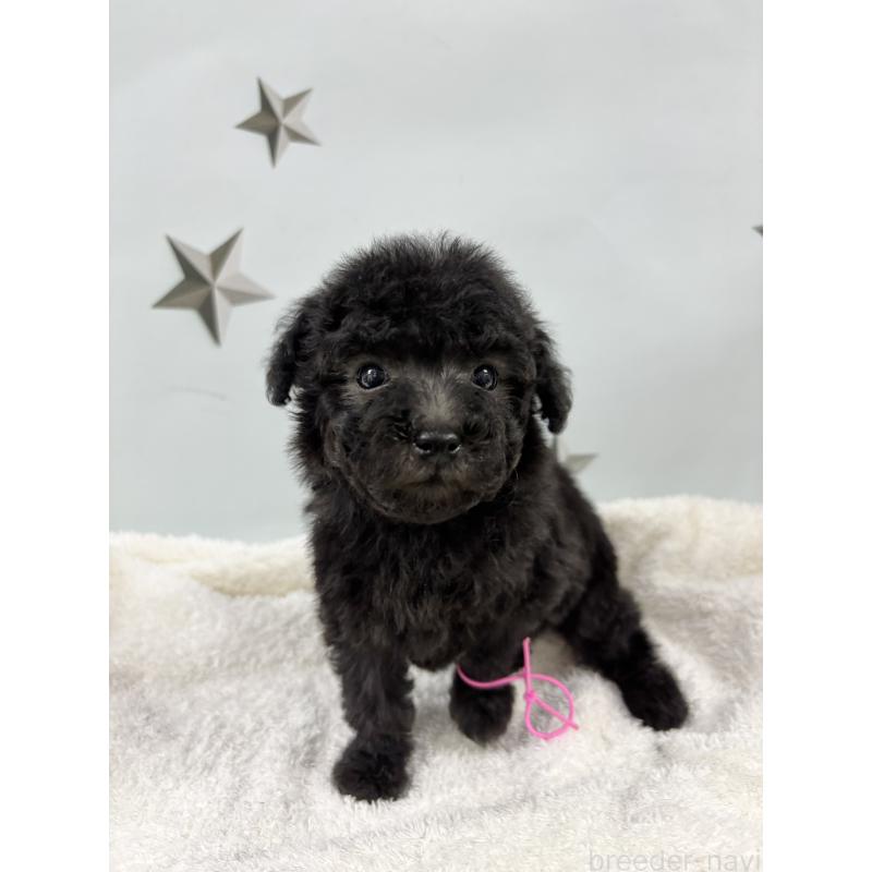 販売中の千葉県のトイプードル-447008の3枚目